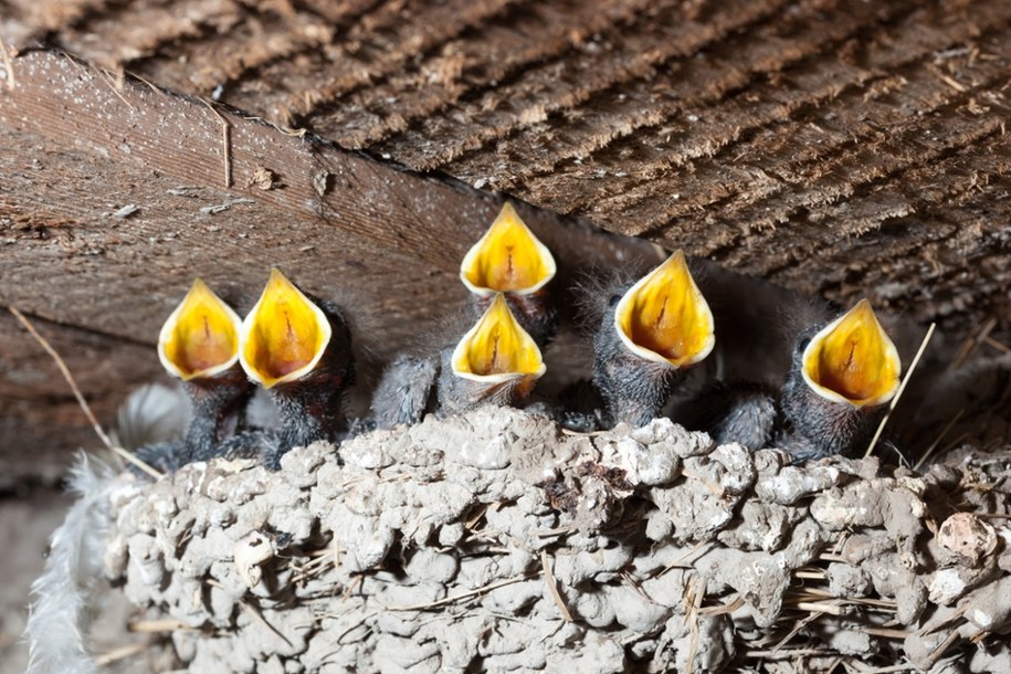 Cztery osoby usłyszały zarzuty w sprawie zniszczenia gniazd jaskółek (Zdjęcie ilustracyjne) /Shutterstock