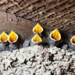 jaskółki Cztery osoby usłyszały zarzuty ws. zniszczenia prawie 40 gniazd jaskółek