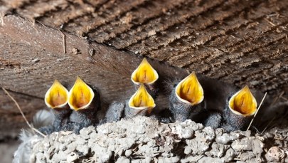 Cztery osoby usłyszały zarzuty ws. zniszczenia prawie 40 gniazd jaskółek