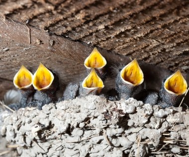 Cztery osoby usłyszały zarzuty ws. zniszczenia prawie 40 gniazd jaskółek