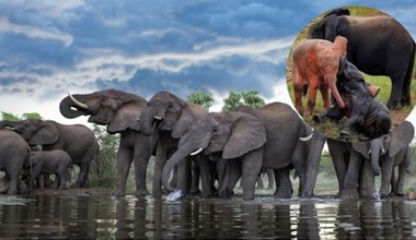 Cztery słonie, różowe słonie... W Afryce taki słoń się urodził. To sensacja