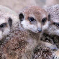 Cztery surykatki przyszły na świat w gdańskim zoo - wiosna tuż tuż