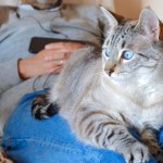 Cztery urocze zachowania kota. Oto co oznaczają 