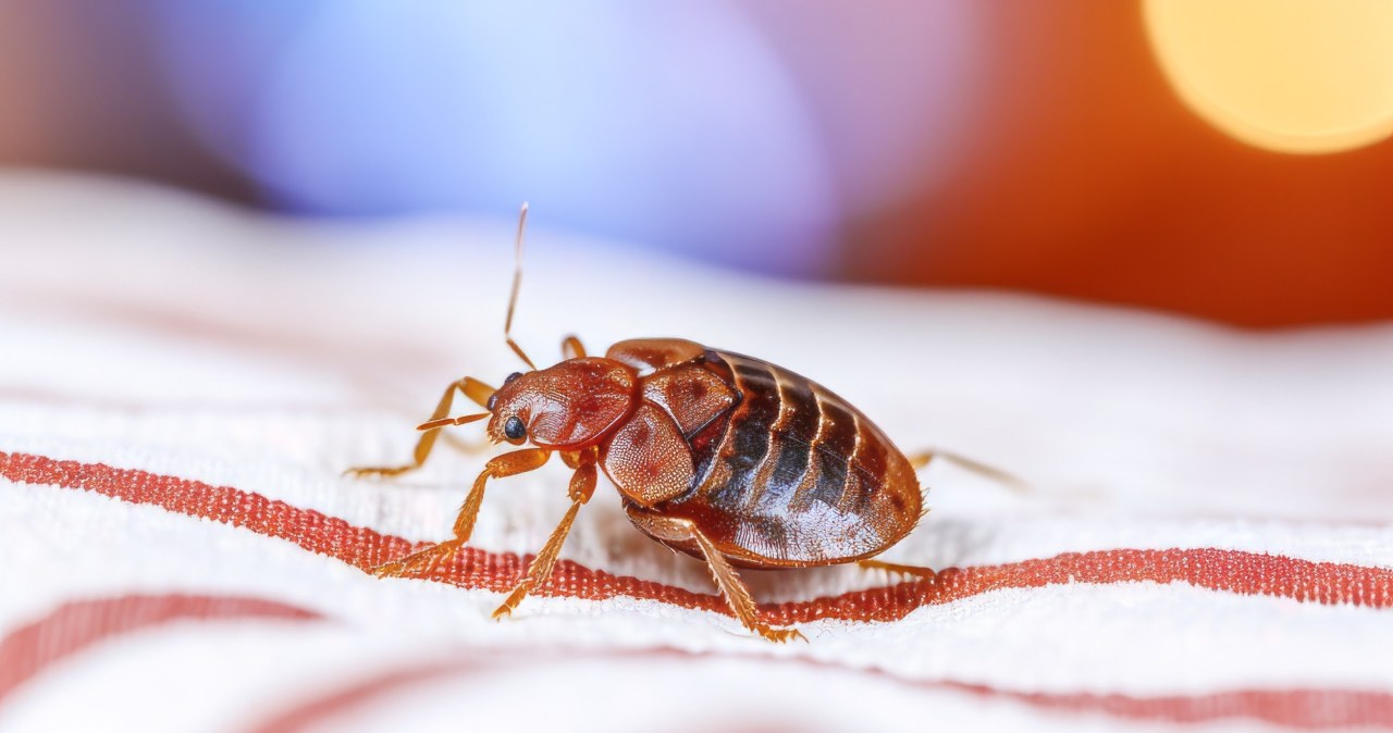 ​Czujesz ten zapach w mieszkaniu? Uważaj, to może oznaczać, że masz pluskwy /123RF/PICSEL