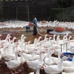 Czwarta ofiara śmiertelna wirusa ptasiej grypy H7N9 