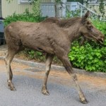 Czwarty łoś zginął na prywatnej posesji. Mieszkańcy i obrońcy zwierząt żądają zmian