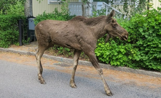 Czwarty łoś zginął na prywatnej posesji. Mieszkańcy i obrońcy zwierząt żądają zmian