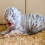 Czworaczki białego tygrysa przyszły na świat w ZOO w Borysewie