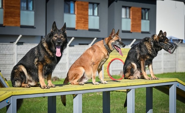 ​Czworonogi z podkarpackiej policji już po egzaminie  