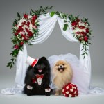 Czworonożna panna młoda. Boom na wystawne wesela psów