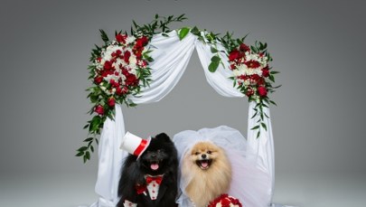 Czworonożna panna młoda. Boom na wystawne wesela psów
