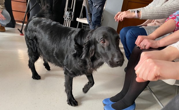 Czworonożna terapeutka India pomaga młodym pacjentom łódzkiego szpitala