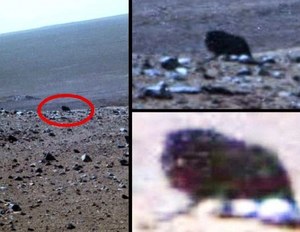 Czworonożne "zwierzę" wypatrzone przez marsjański łazik Opportunity