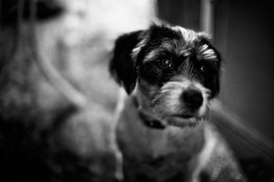 Czworonożny model /Bogdan Frymorgen /RMF FM