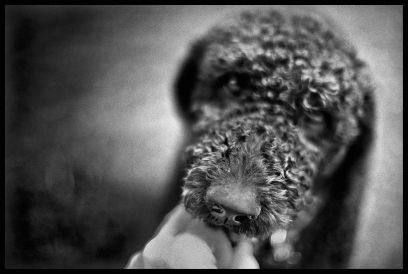 Czworonożny model /Bogdan Frymorgen /RMF FM