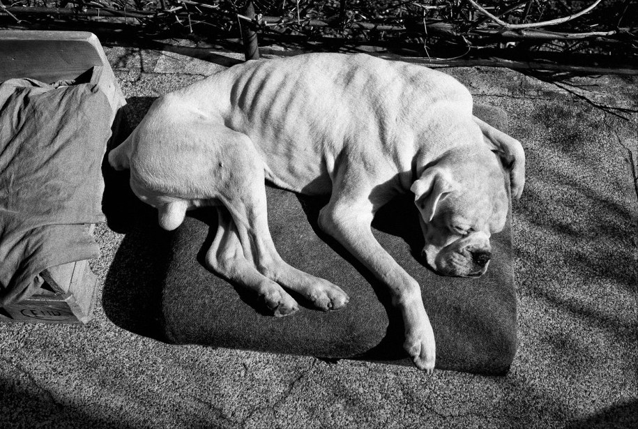 Czworonożny model /Bogdan Frymorgen /RMF FM