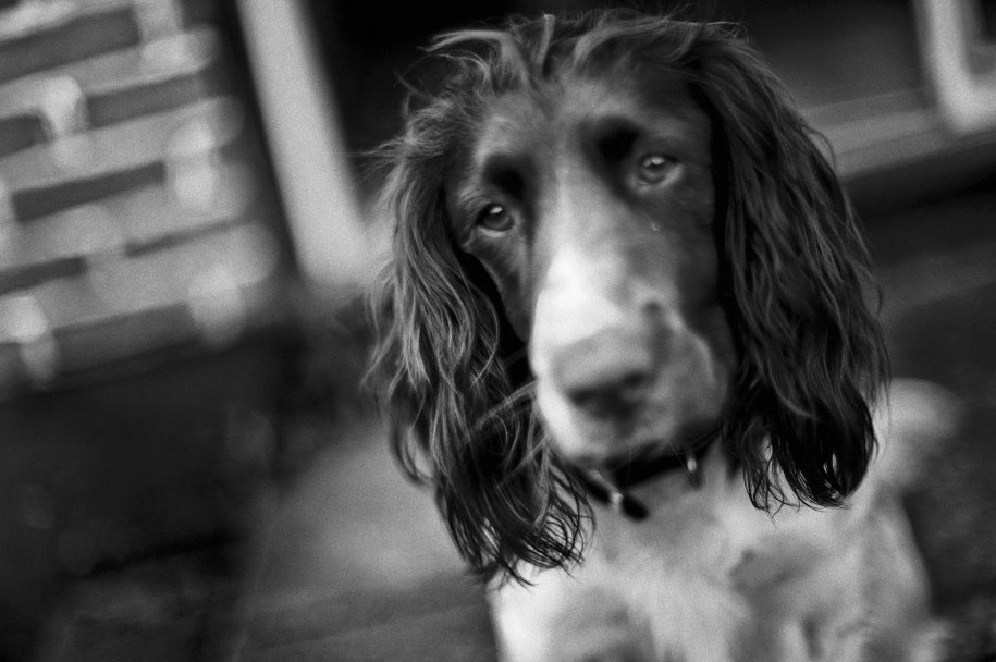 Czworonożny model /Bogdan Frymorgen /RMF FM