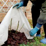 Czy agrowłóknina ochroni rośliny w ogrodzie przed zimą i mrozem?