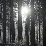 Czy będzie nowelizacja o polskich lasach? Niedługo w TSUE zapadnie ważny wyrok