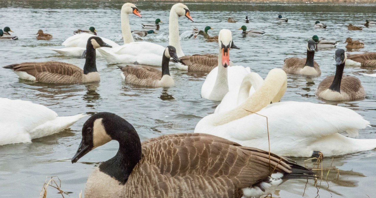 Czy bernikla kanadyjska występuje w Polsce? /PIOTR KAMIONKA/REPORTER  /East News