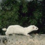 klimat Czy białe łasice znikną z Polski? Nowe obserwacje naukowców