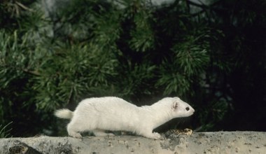 Czy białe łasice znikną z Polski? Nowe obserwacje naukowców