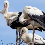 Czy bocian przyniesie Ci szczęście? Poznaj najciekawsze wierzenia i przesądy