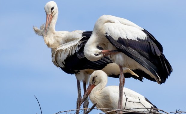 Czy bocian przyniesie Ci szczęście? Poznaj najciekawsze wierzenia i przesądy