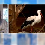 Czy bociany już wracają do Polski? Mamy pierwsze sygnały