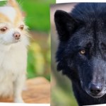 Czy chihuahua też pochodzi od wilka? Odpowiedź jest zaskakująca