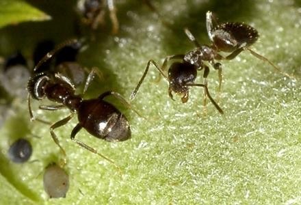 Czy cyfrowe "mrówki" zastąpią tradycyjne programy antywirusowe /AFP
