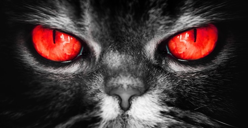 Czy "demoniczny kot" istniał naprawdę? Legenda o zwierzaku jest wciąż żywa /123RF/PICSEL