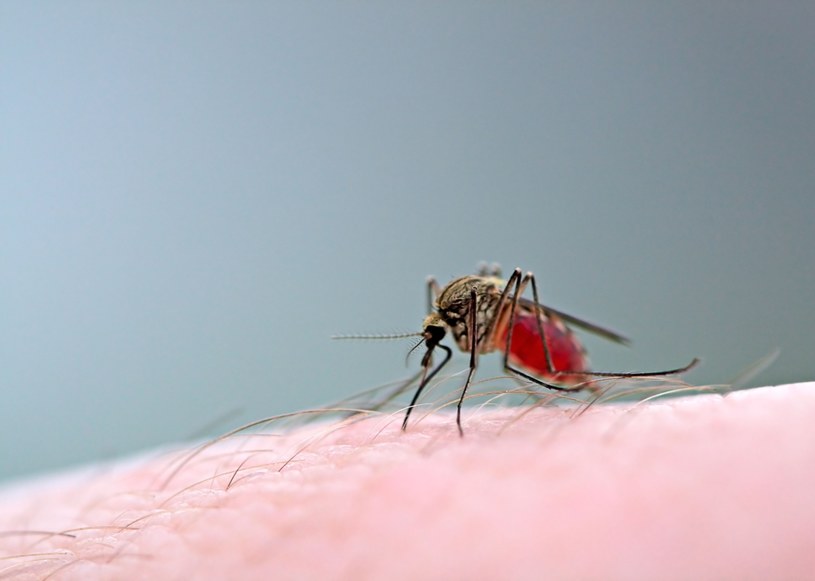 Czy dzięki modyfikacjom genetycznym bylicy rocznej w końcu pokonamy malarię? /123RF/PICSEL