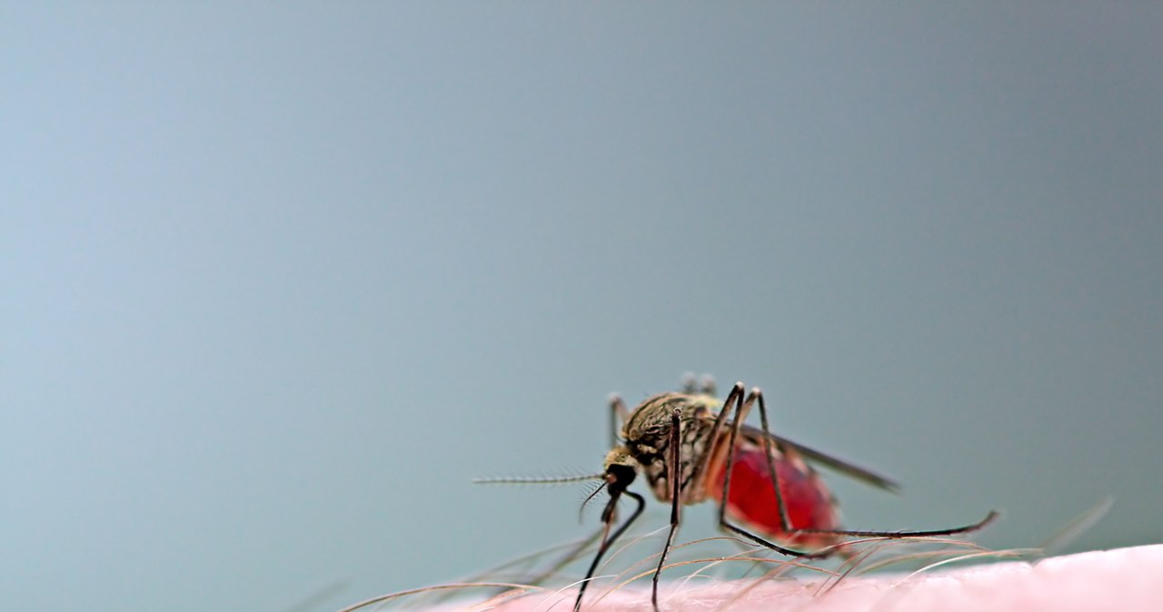 Czy dzięki modyfikacjom genetycznym bylicy rocznej w końcu pokonamy malarię? /123RF/PICSEL