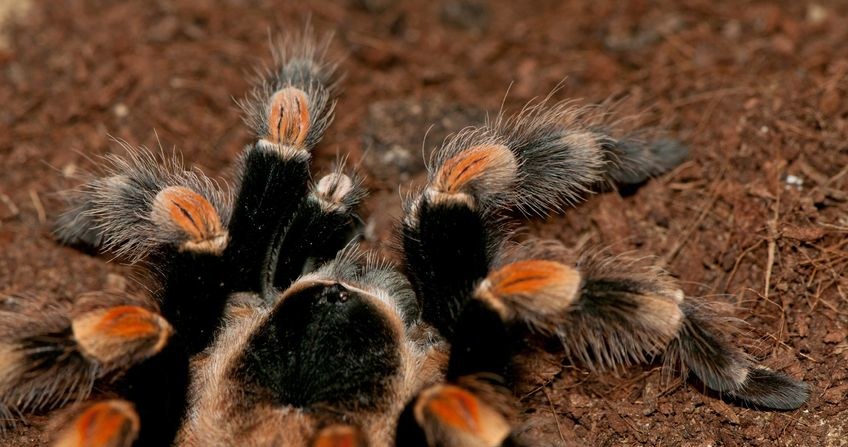 Czy dzięki ptasznikom stworzymy nową klasę leków przeciwbólowych? Tu Brachypelma smithi /123RF/PICSEL