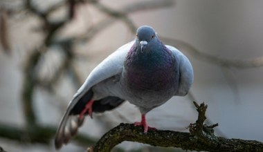 Czy gołębie rzeczywiście roznoszą choroby? Dane sanepidu mogą zaskakiwać