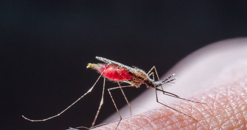 Czy grożą nam epidemie malarii? /123RF/PICSEL