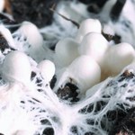 Czy grzyby mogą być materiałem budowlanym? Jak najbardziej
