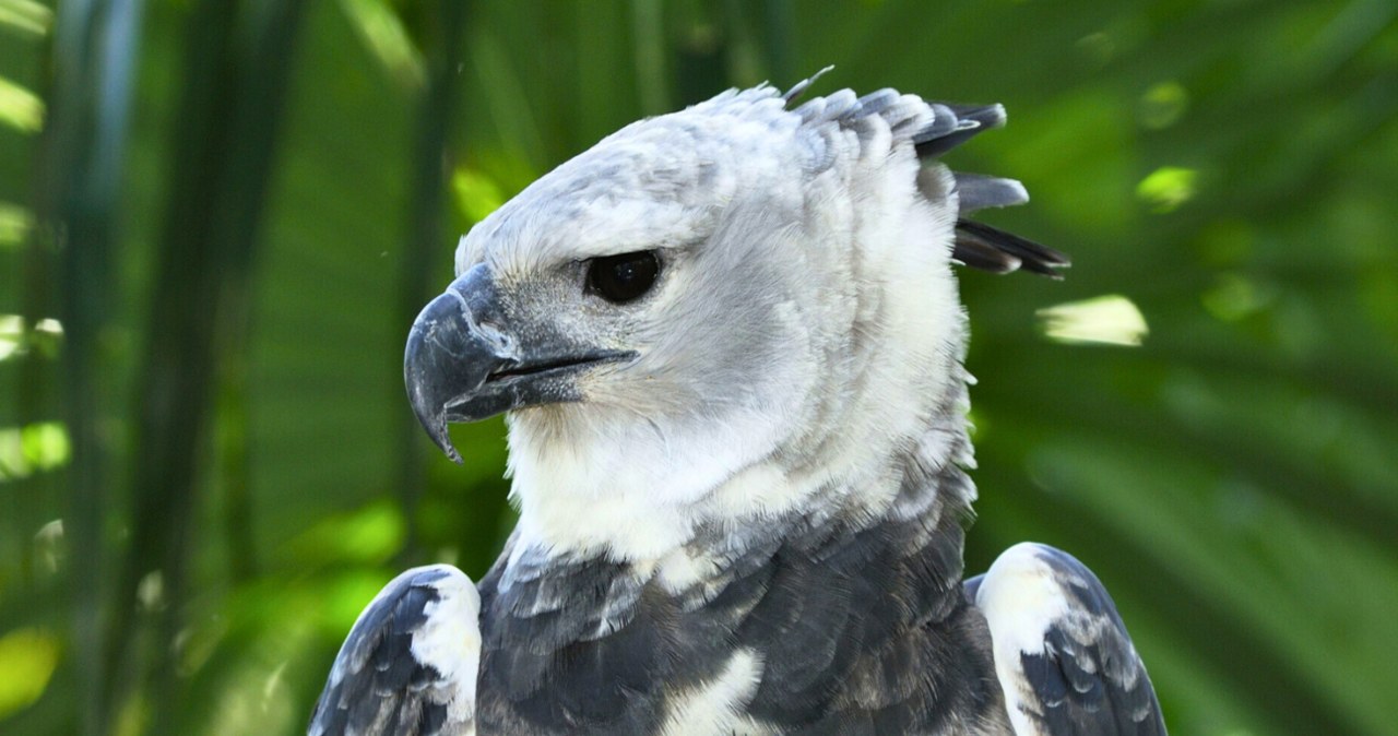 Czy harpia jest naprawdę wielka i niebezpieczna? /Thomas Marent / ardea.com/EAST NEWS /East News