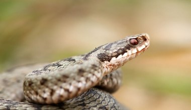 Czy jad szerszenia albo żmii może zabić? Fakty i mity