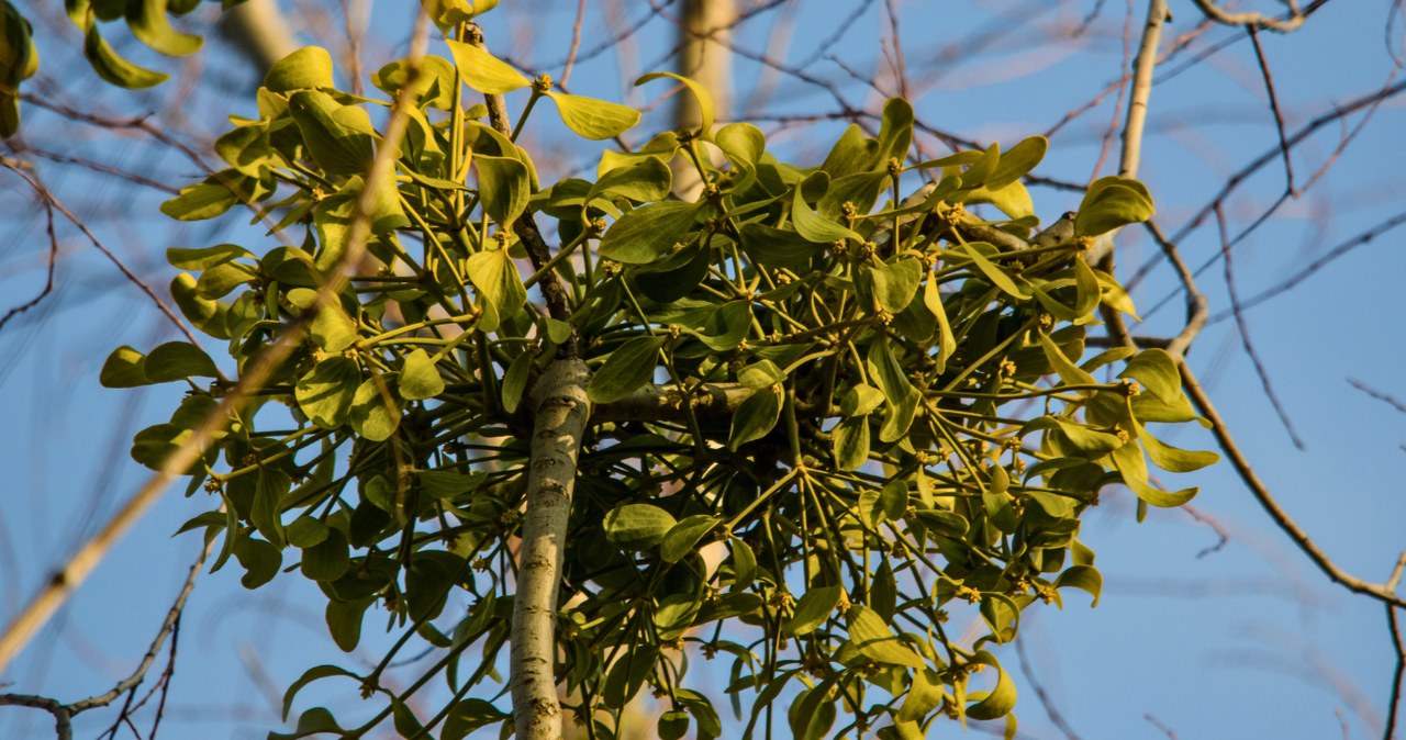 Czy jemioła jest pasożytem? /thomaseder /123RF/PICSEL