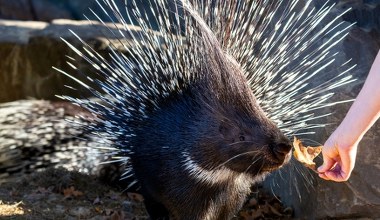 Czy jeżozwierz to gryzoń? Pytanie pogrążyło zawodnika w "Milionerach"