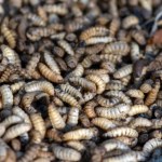 larwy Czy już nasi przodkowie jadali owady? Wyniki z Europy są zaskakujące
