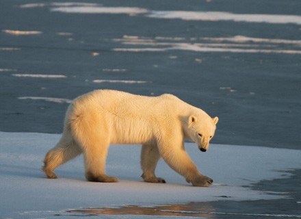 Czy już niebawem białe niedźwiedzie będziemy mogli podziwiać zza okien własnych domów? /AFP