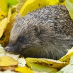 Czy każdy jeż wymaga ratunku? Wyjaśniamy, kiedy i jak pomagać