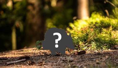 Czy każdy wie, kim jest jaźwiec? To leśny czyścioch i wielbiciel porządku