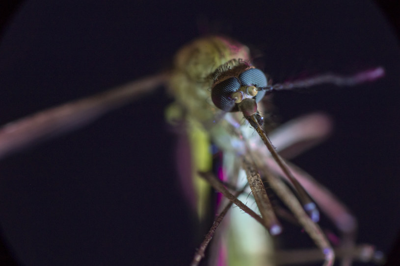 Czy kiedyś uda nam się pokonać komary? /Fot. Discovery Channel /materiały prasowe