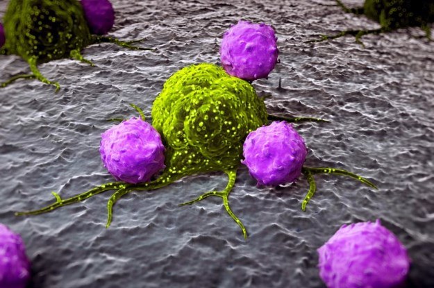 Czy kiedyś uda nam się wyeliminować przerzuty? Tu: komórki rakowe atakowane przez leukocyty /123RF/PICSEL