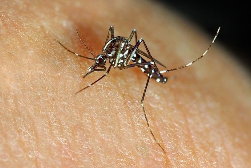 Czy kiedyś uda się całkowicie wyplenić malarię? /123RF/PICSEL