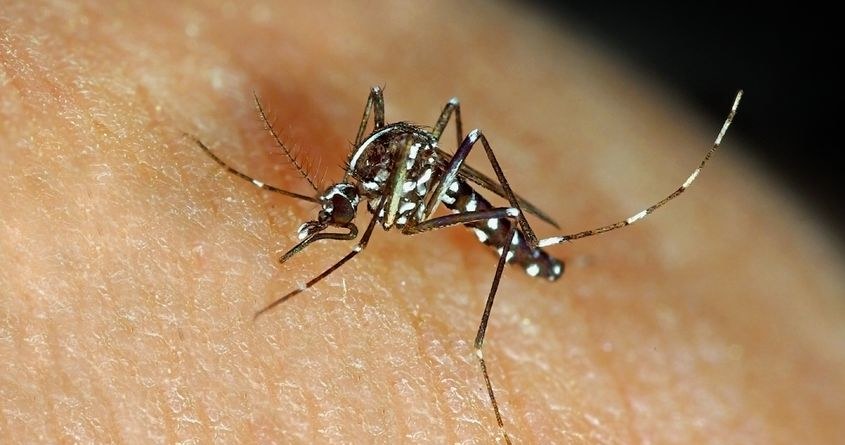 Czy kiedyś uda się całkowicie wyplenić malarię? /123RF/PICSEL